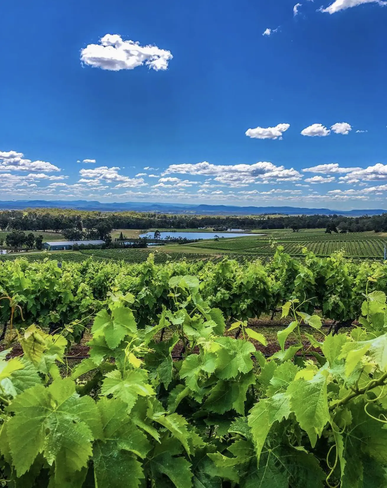 Audrey Wilkinson Vineyard