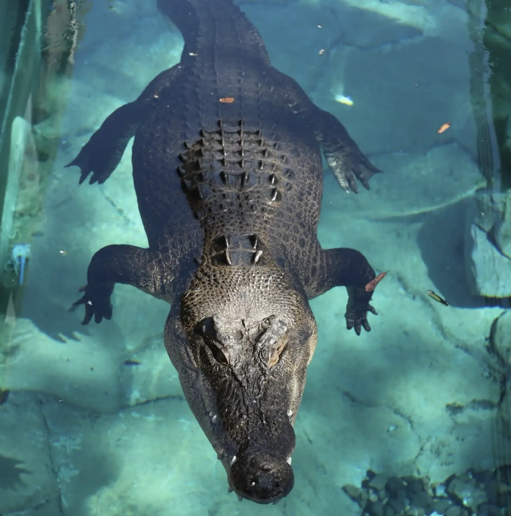 Crocosaurus Cove