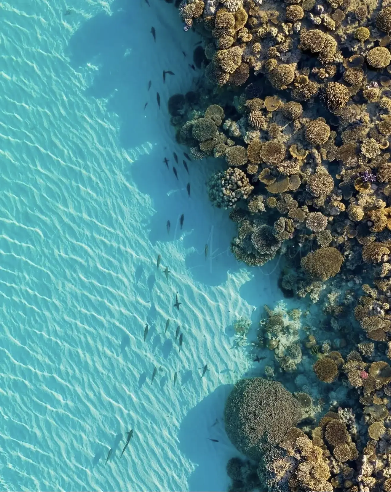 Ningaloo Reef