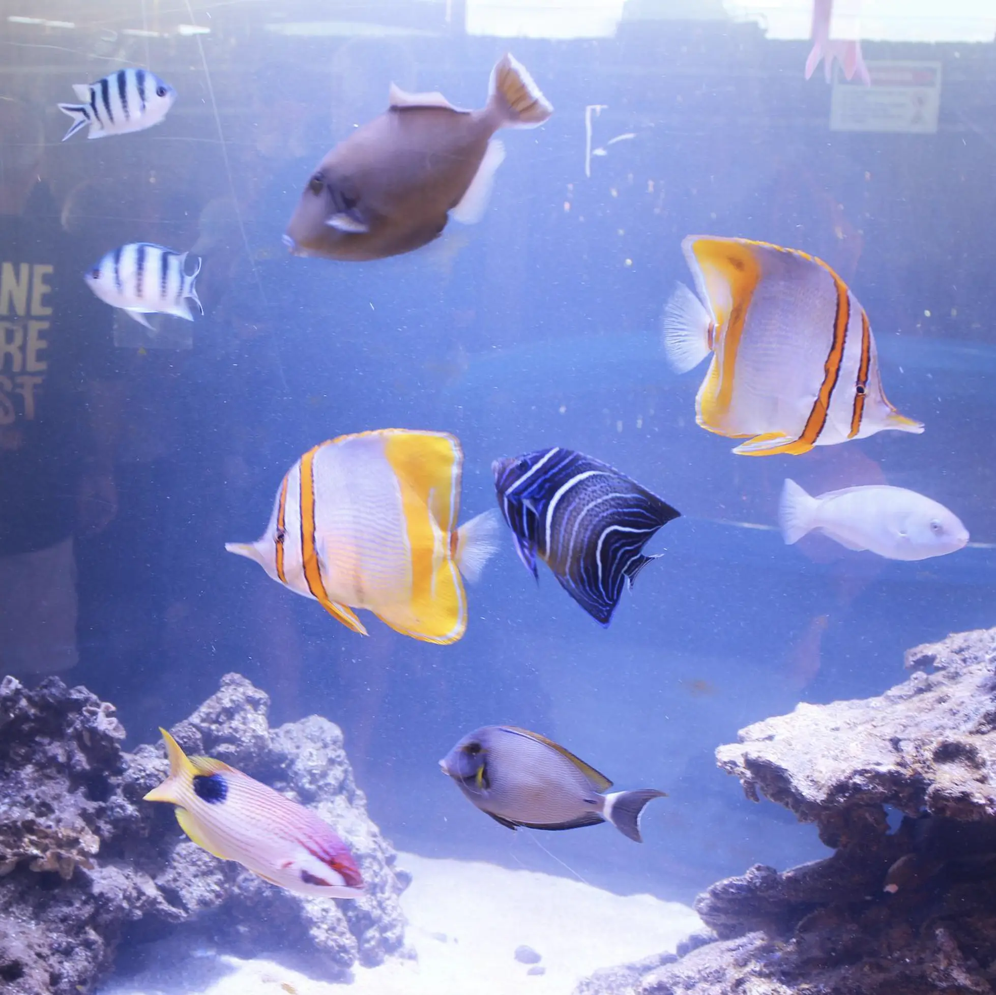 Ocean Park Aquarium Fishes