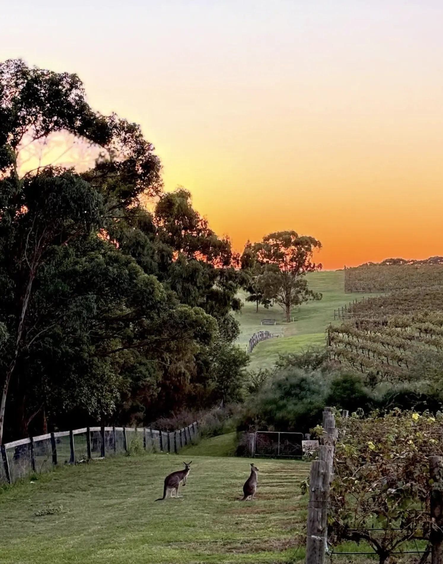 Hunter Valley wine tours