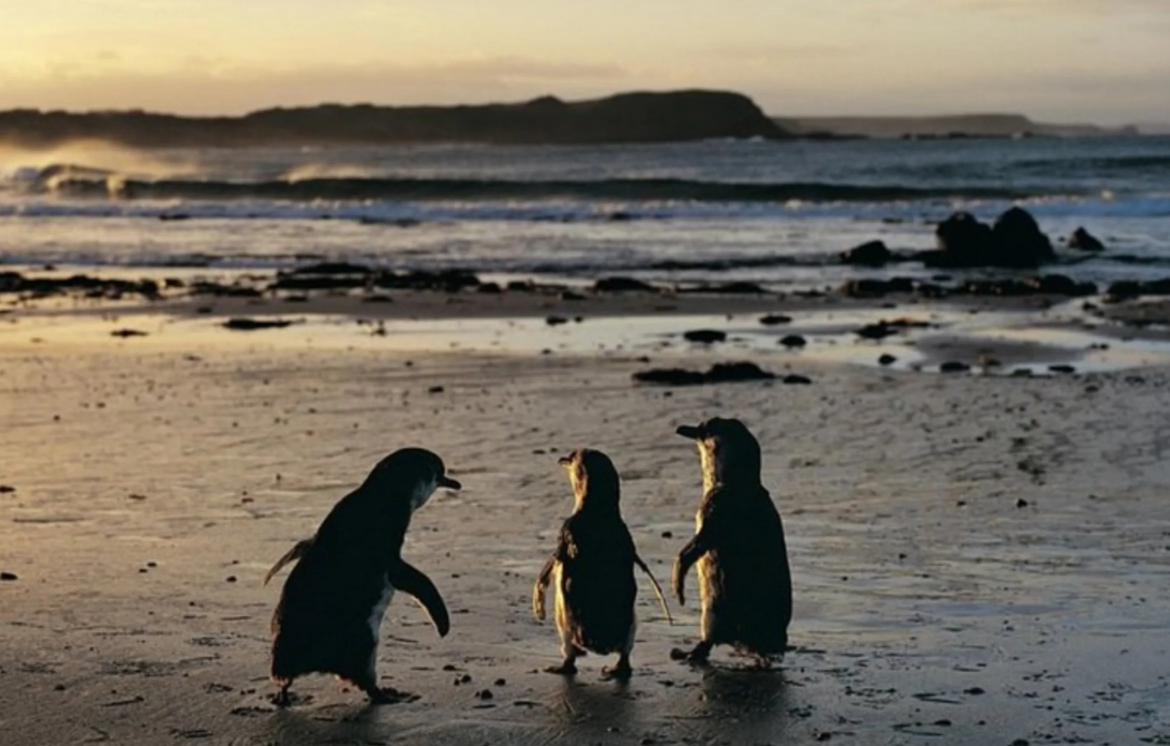 penguin breeding season Phillip Island