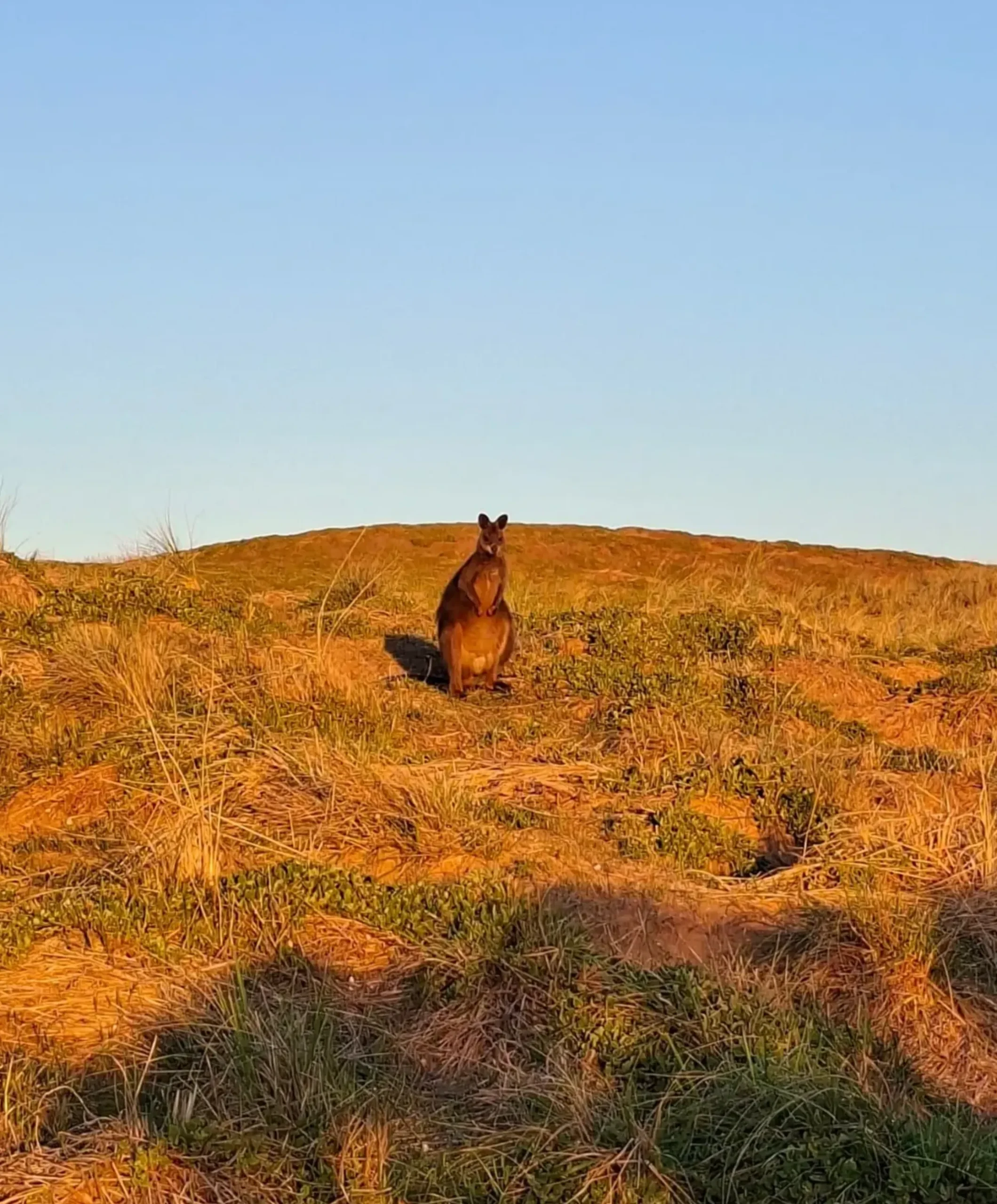what month to see penguins Phillip Island